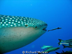 Whale shark and remora by Richard Mclean 